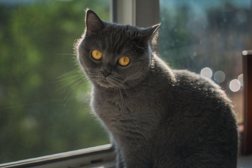 Янтарные глаза Марсы