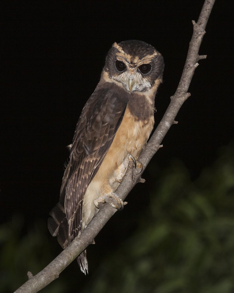 Photograph by Jefferson R O Silva