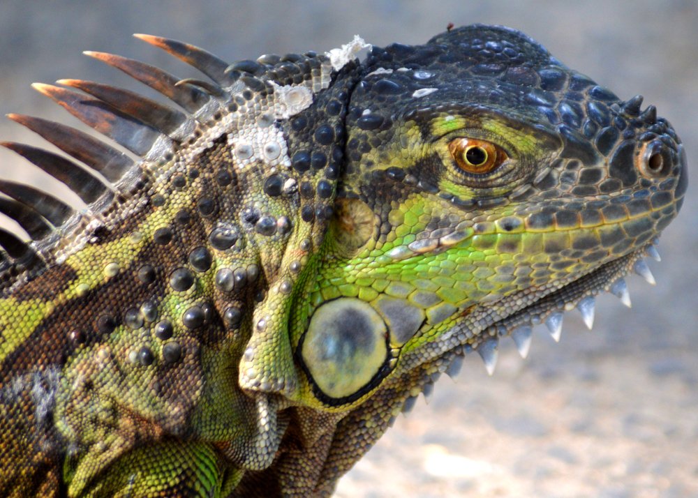 Iguana joven