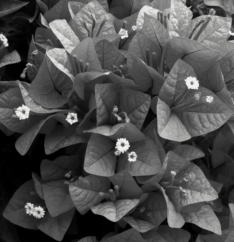 Photograph by RODRIGO SARACENI