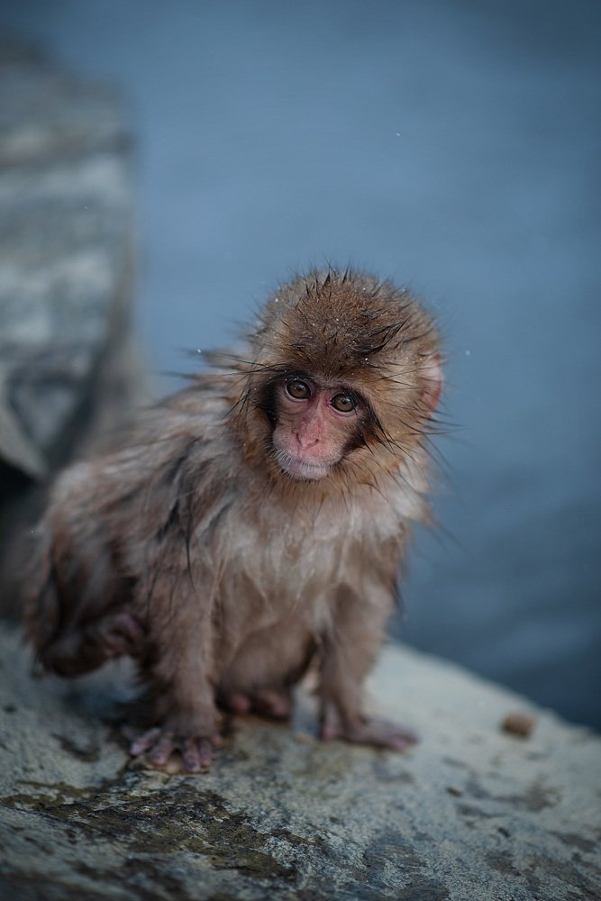 Baby snow monkey