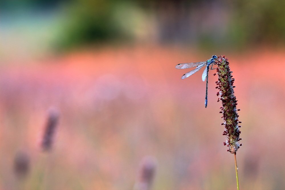 Photograph by Олег Резенов