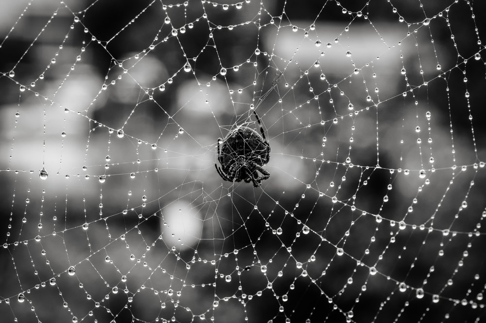 Photograph by Дмитрий Огольцов