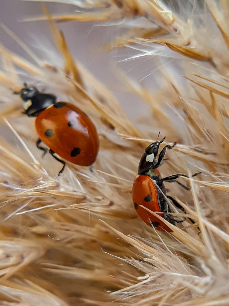 Photograph by Анна Чичилова