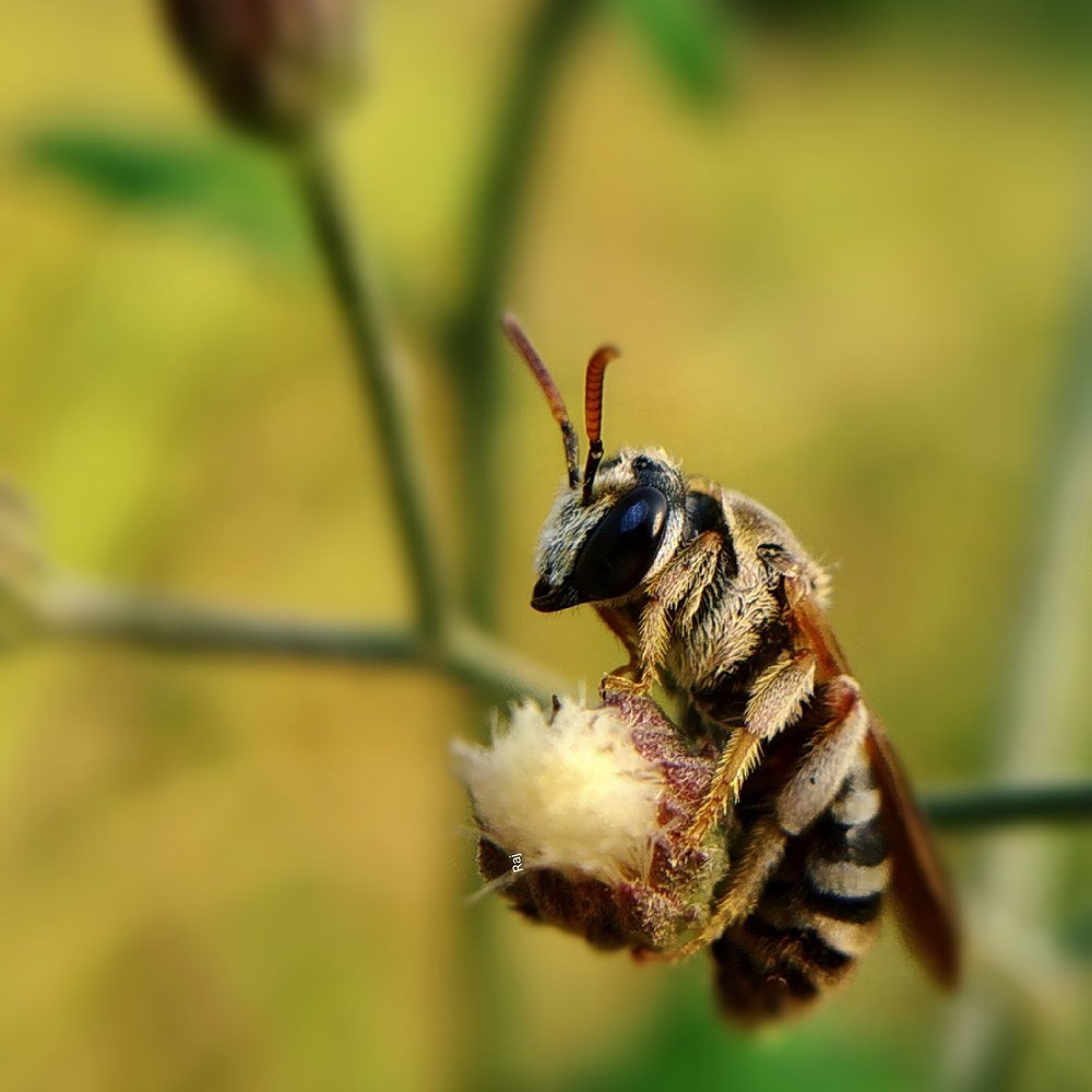 Fly