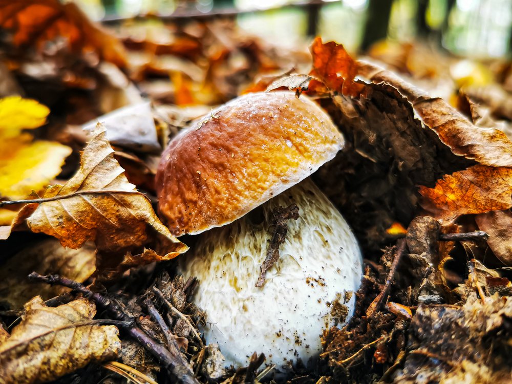 Тихая охота