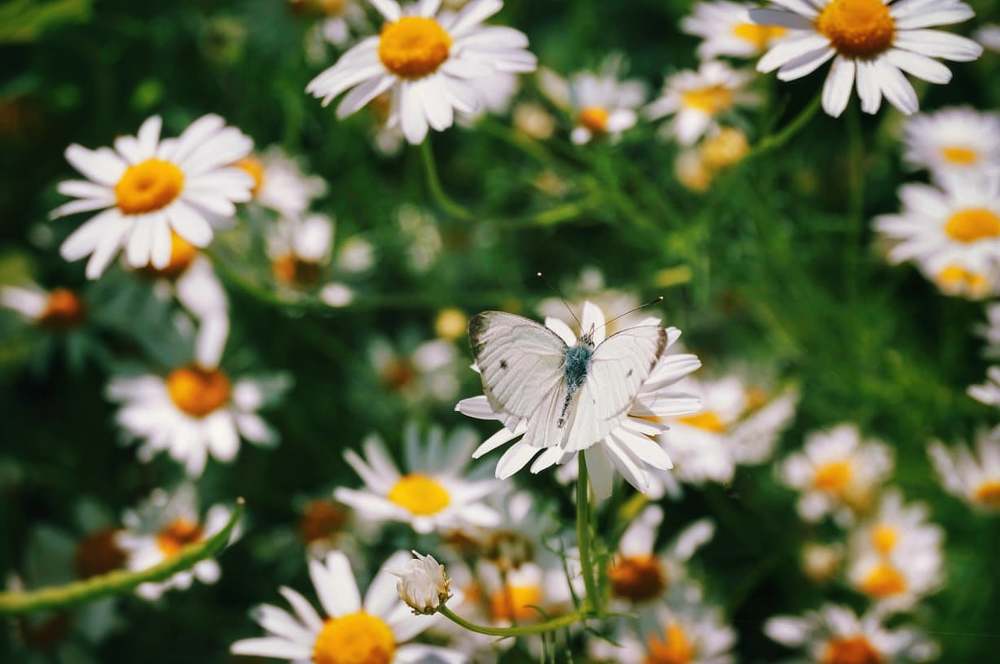 Photograph by Анна Каменева