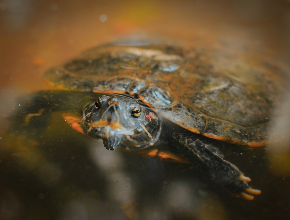 Striped Mud Turtle