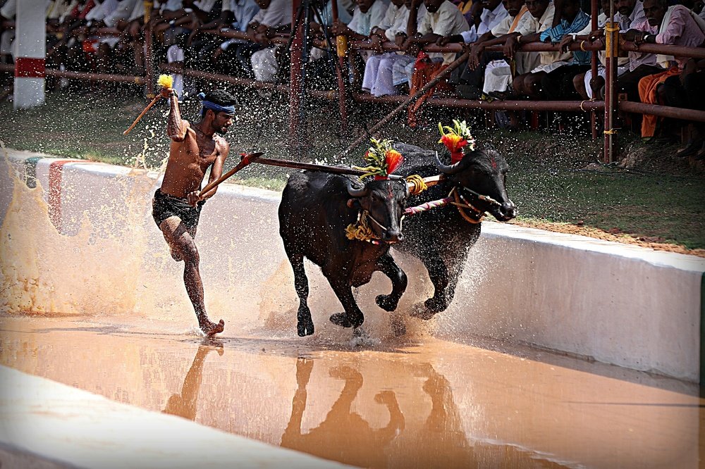Kambala
