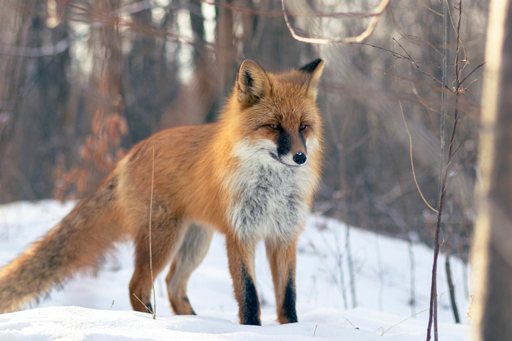 Photograph by Дмитрий Медянников