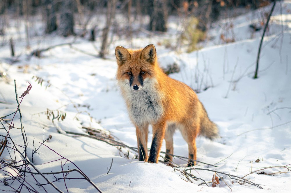 Photograph by Дмитрий Медянников