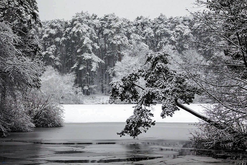 Серебряный бор