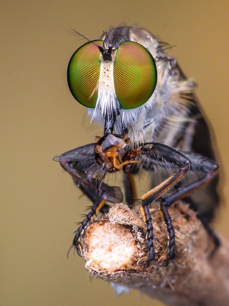 Photograph by Bidyut Kalita