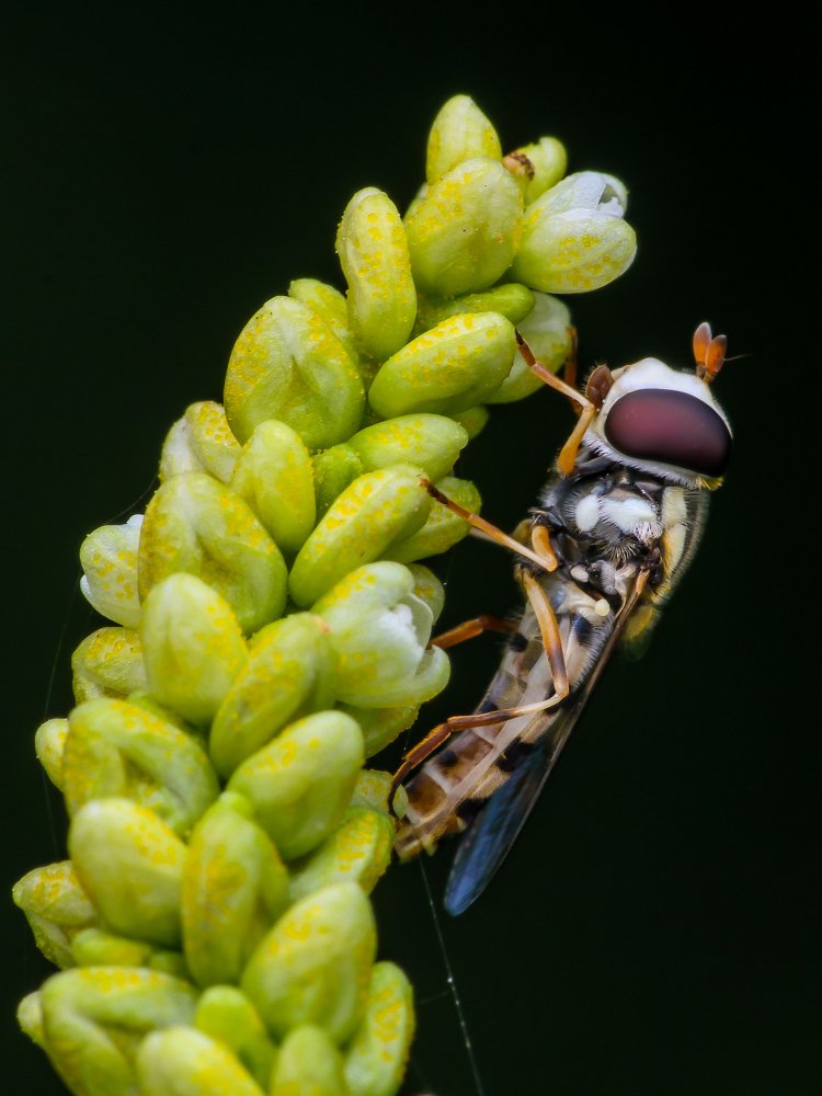 Photograph by Bidyut Kalita