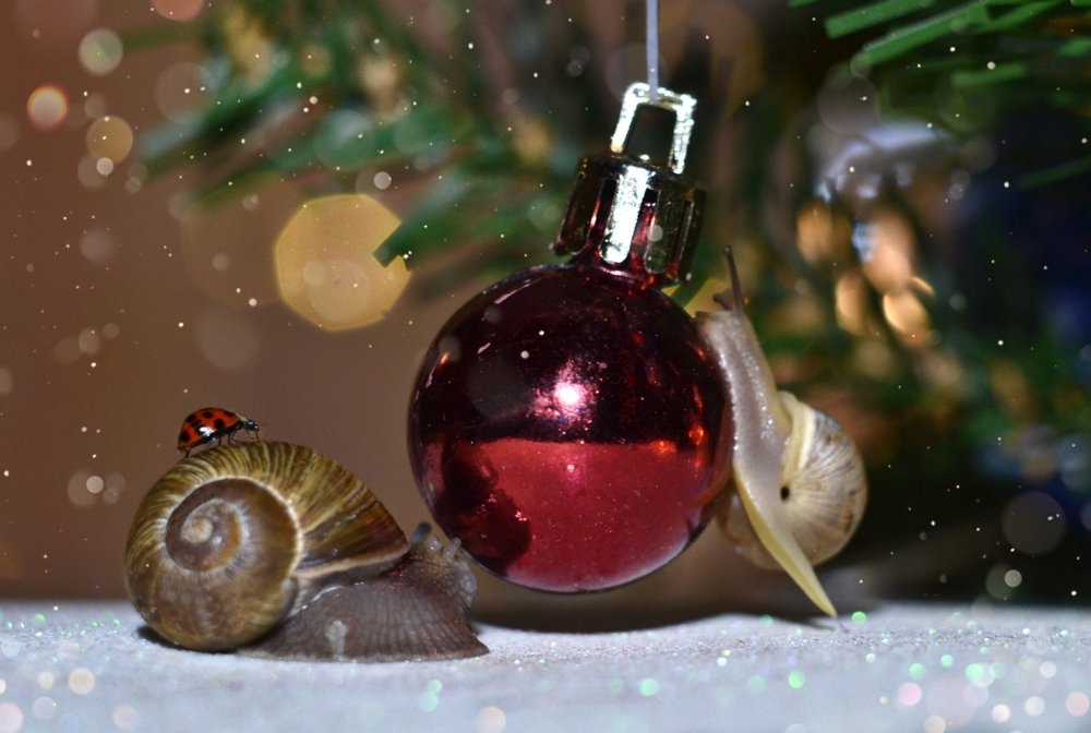 Новогодняя ночь