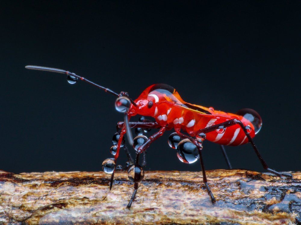 Photograph by Bidyut Kalita