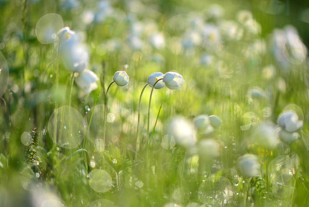 Photograph by Юлия Абрамова