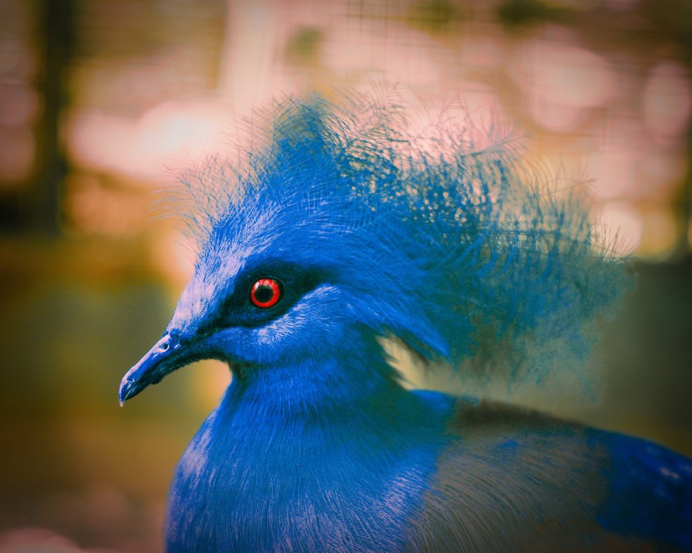 Blue Crowned Pigeon