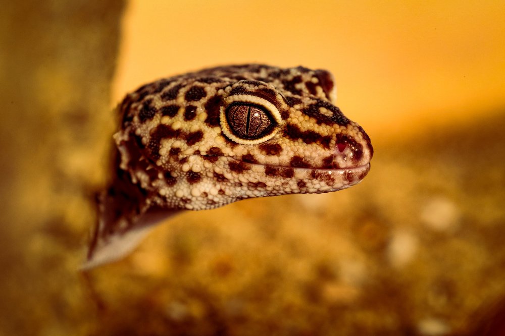 Leopard Gecko