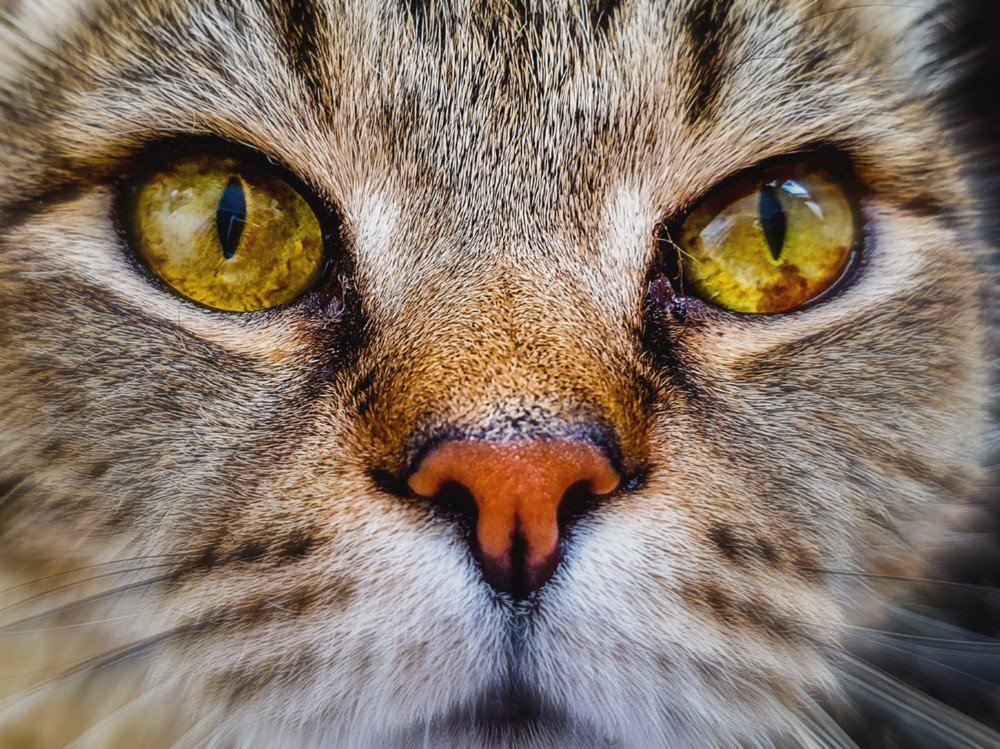 Photograph by Анна Дорофеева