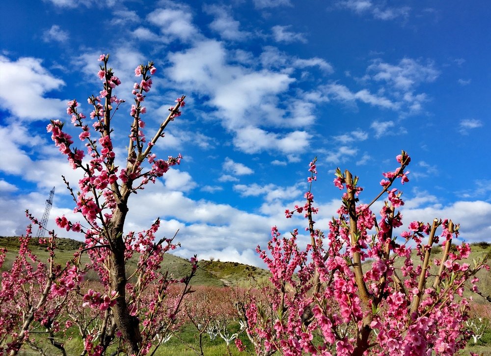 Персики цветут