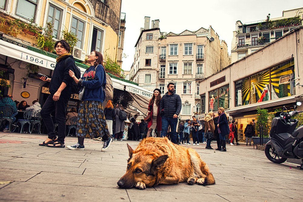 Стамбул глазами уличного пса