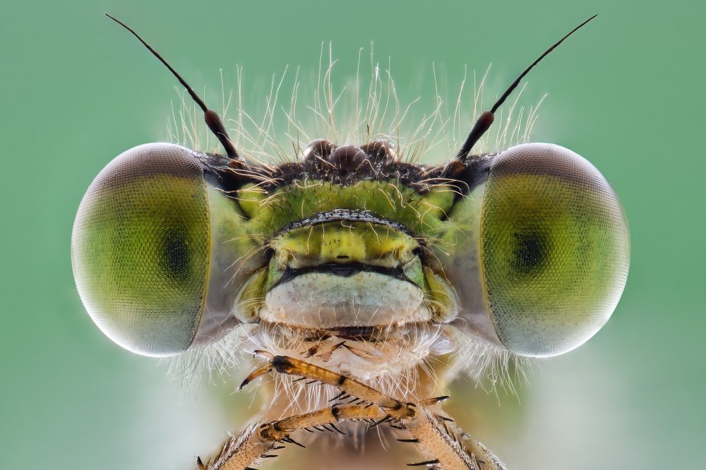 Photograph by Soheil Shahbazi