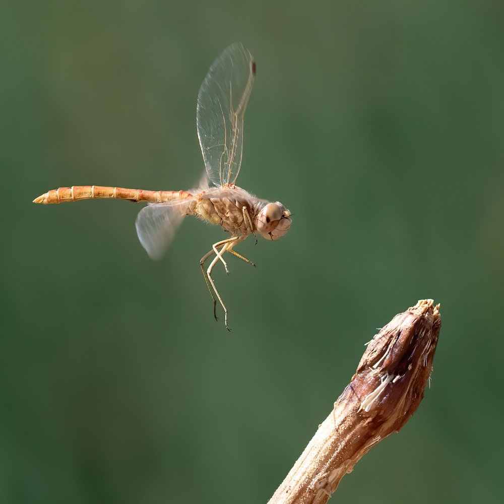 Photograph by Soheil Shahbazi