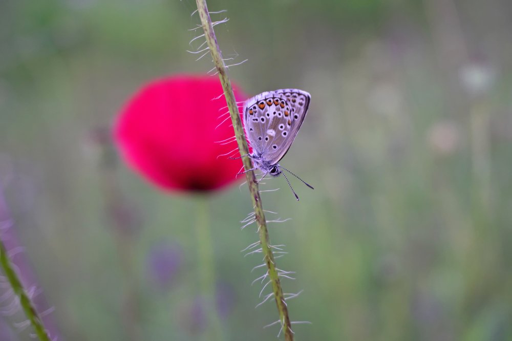 Butterfly and poppy