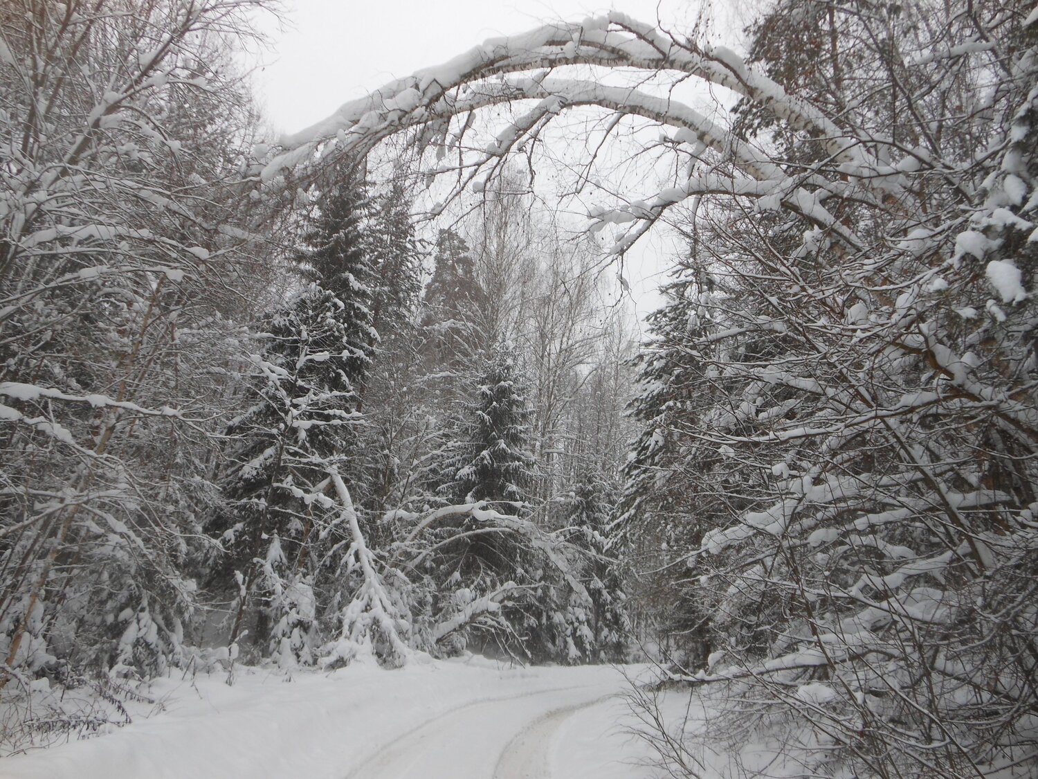 Photo #5504812