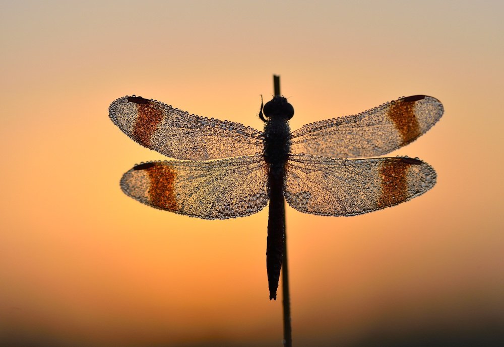 Photograph by ruurd visser