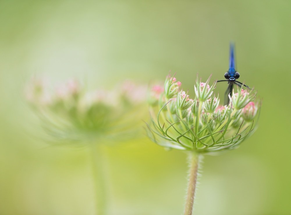 Photograph by ruurd visser