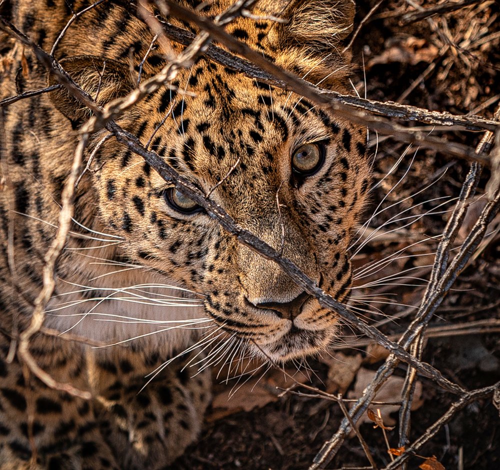 Изучая жертву. Дальневосточный леопард.