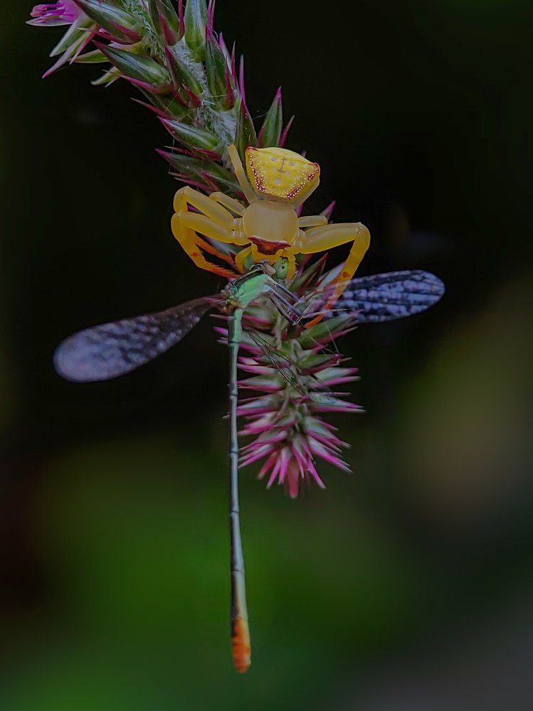 Photograph by Protik Chowdhury