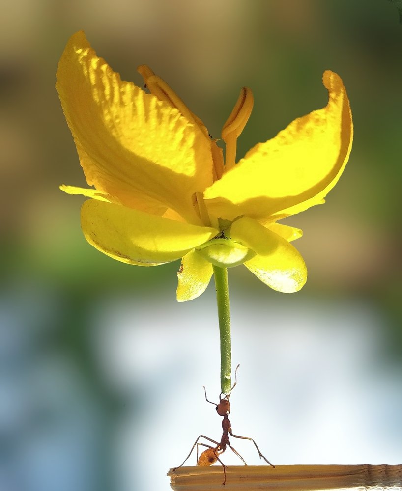 Photograph by Dinesh Paasala