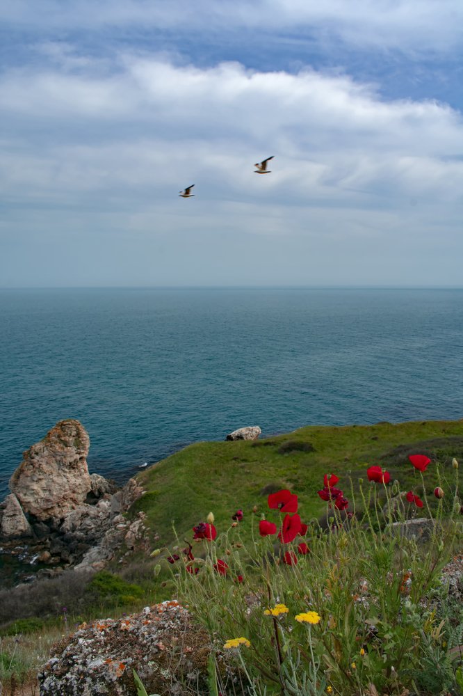 Poppies and the sea