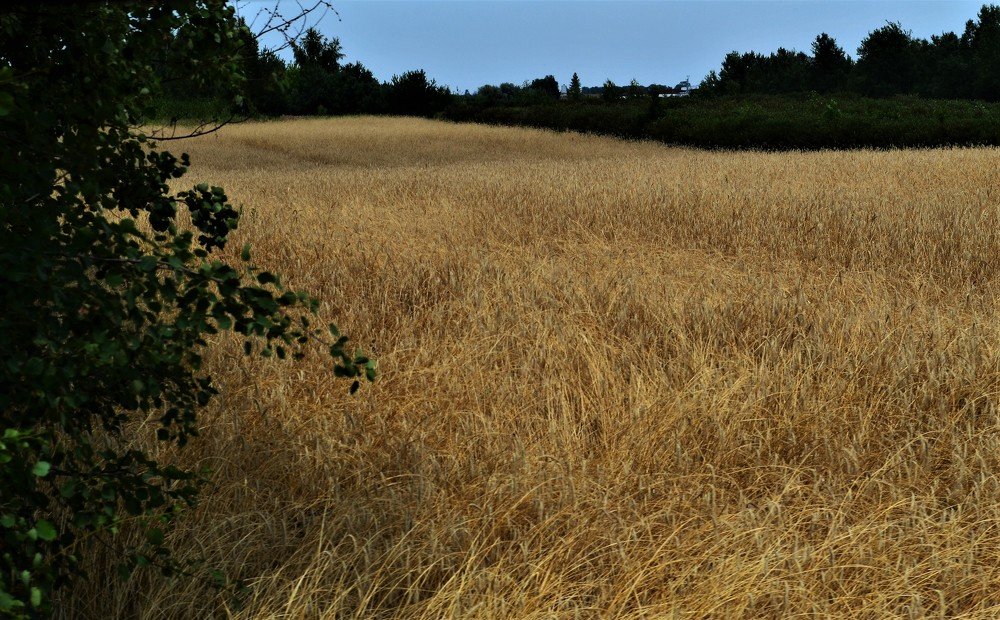 Photograph by Patrycja