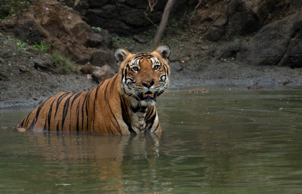 Photograph by Manjunath G