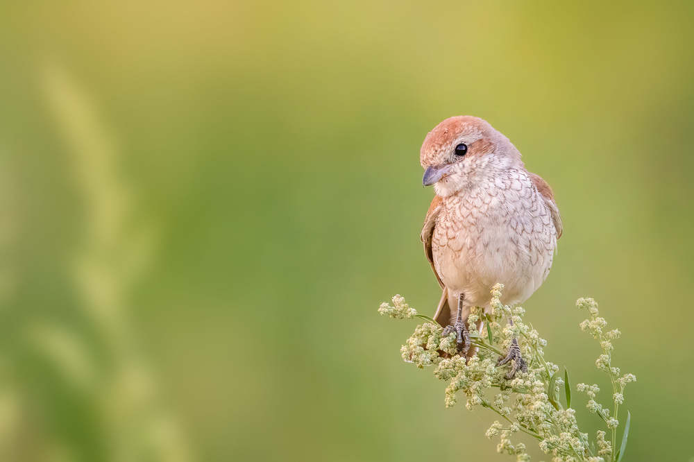 Photograph by Cristi Dădălău