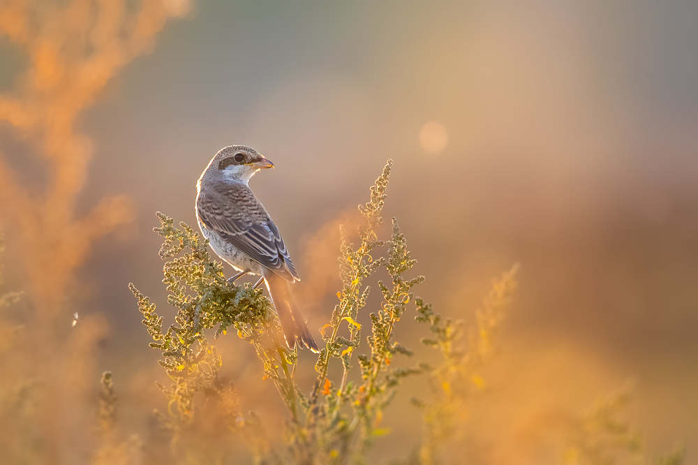 Photograph by Cristi Dădălău