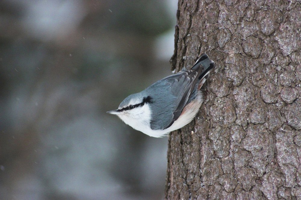Поползень обыкновенный