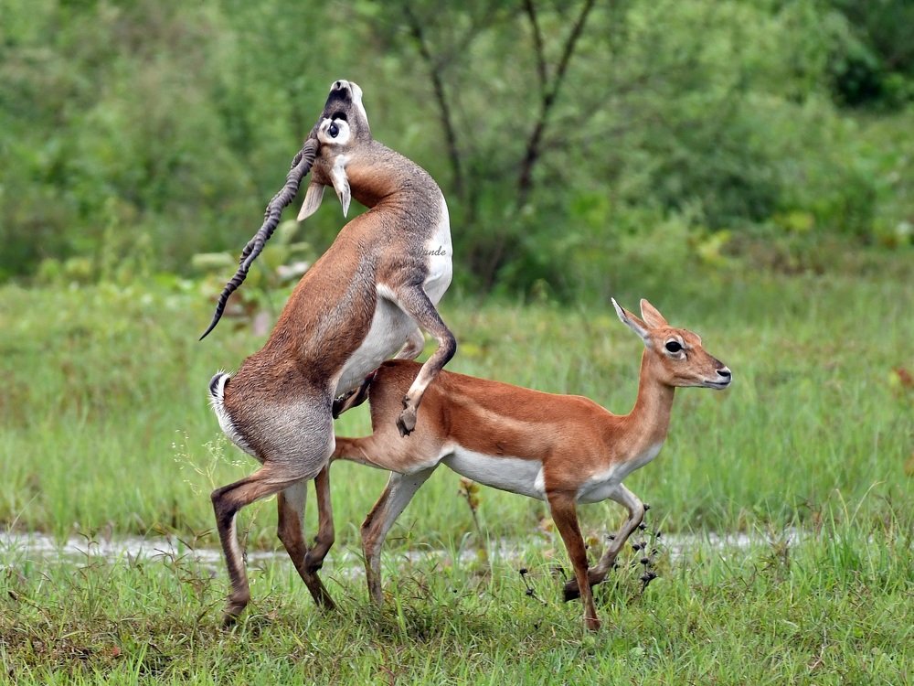 Rare Pleasure Moment : Blackbucks