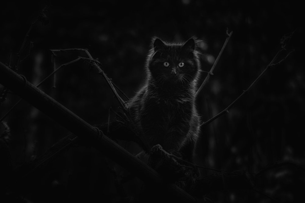 Photograph by Teodora Sarbinska