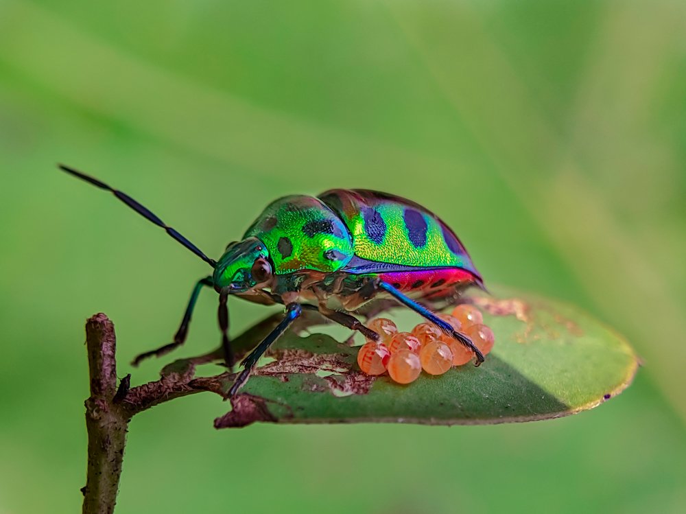 Jewel Bug with her eggs