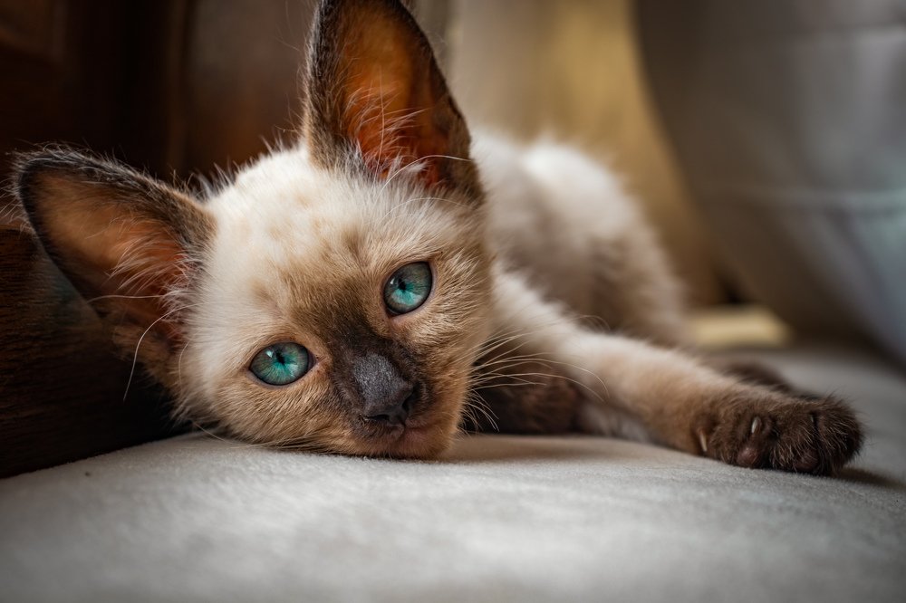 Photograph by Hasan Orhon