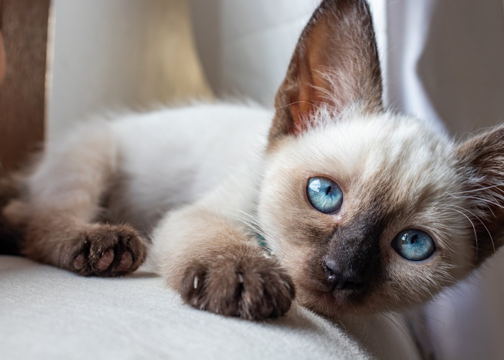 Photograph by Hasan Orhon