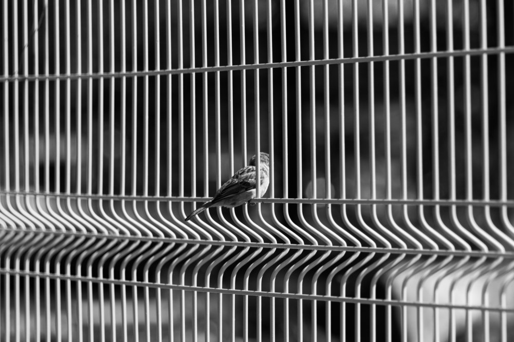 Photograph by Игорь Соя