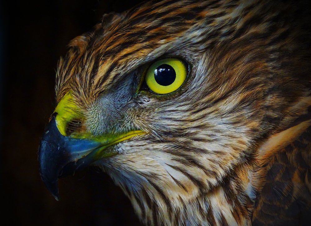 Photograph by Виталий Бокиев