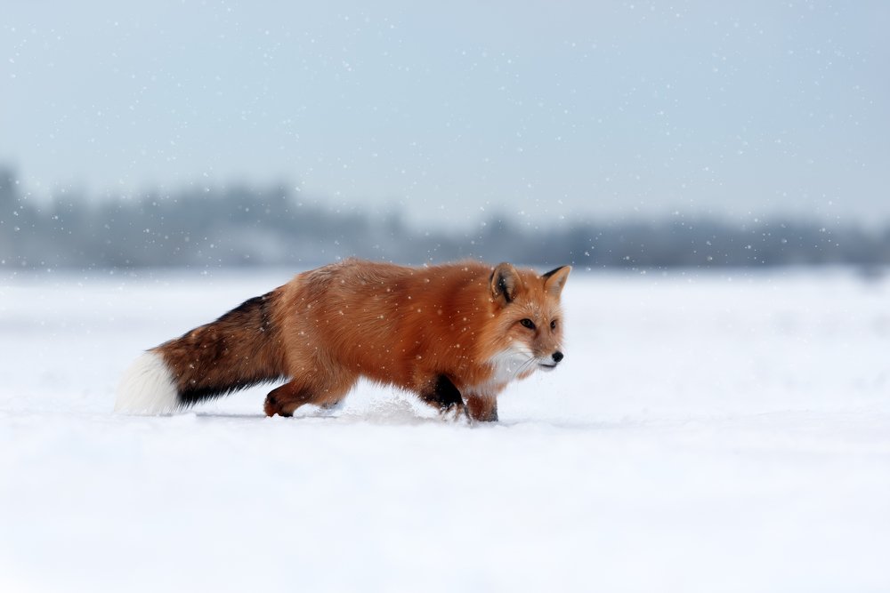 Photograph by Irina Kovaleva