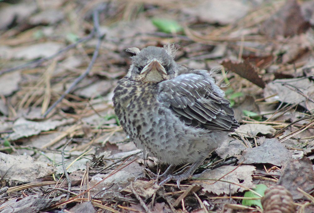 Слеток дрозда-рябинника